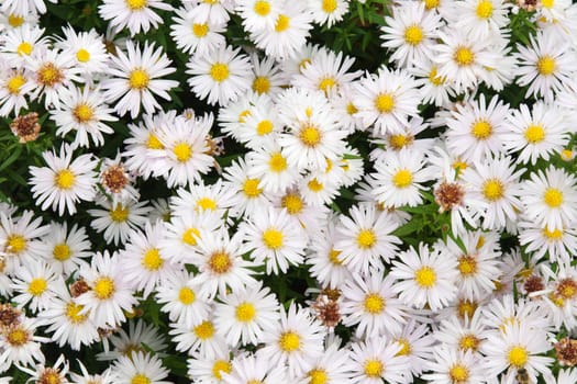 Background from daisywheel on green sheet