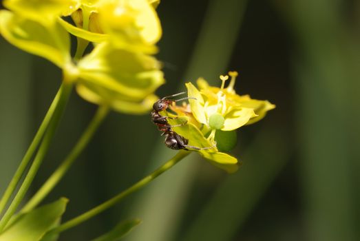 Ant on yellow on a flower. A photo close up