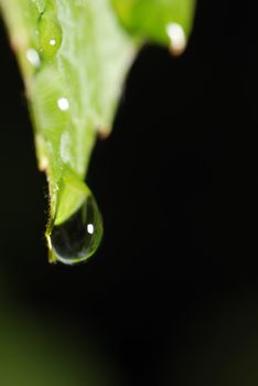 Drops on a leaf. Morning dew on green vegetation