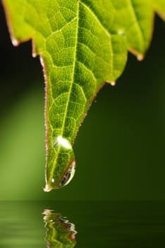 Drops on a leaf. Morning dew on green vegetation