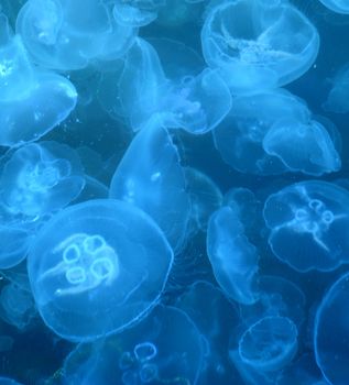 Jellyfishes. Background from sea invertebrate inhabitants