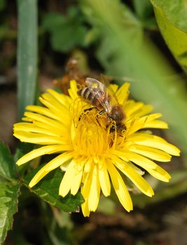 Bee collecting pollen. The Crimean peninsula - the East Europe