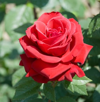 The blossom darkly red rose on effective blur a background