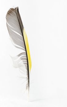 Feather. The bird's feather of yellow, black, grey, white colors is isolated