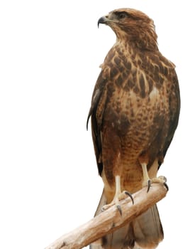 Falcon. A bird of prey isolated on a white background