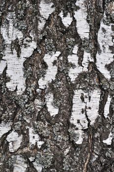 Close up of rustic birch bark surface texture