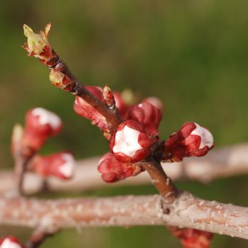 Flowers of fruits of an apricot. Buds of a blossoming tree