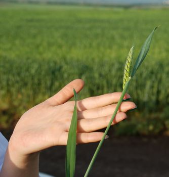 Wheat on a female hand. A crop of grain cereals