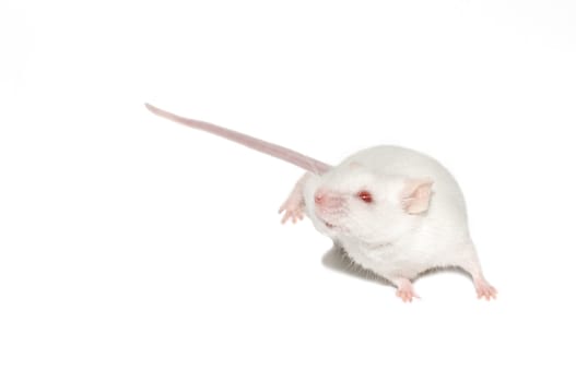 The white mouse. isolated from white background