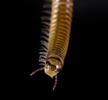 millepede on black background hanging from the top. Close up shot
