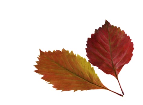 Two autumn leaf. It is isolated on a white background.