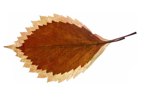 Composition from autumn leaves. It is isolated on a white background.