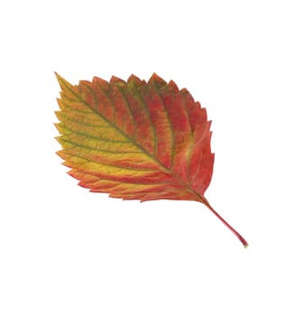 Two autumn leaf. It is isolated on a white background.