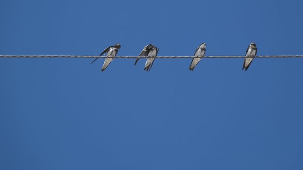 Birds (martlet) sitting on electric wires