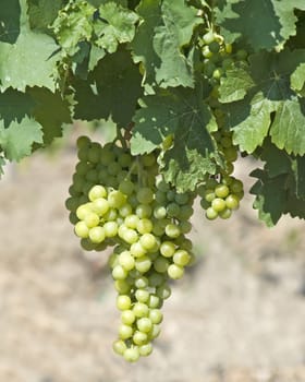 Grape brush. It is photographed in mountain vineyards
