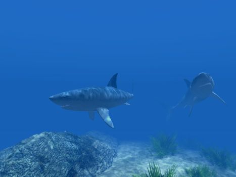 Two sharks under water on a background of the blur foreground