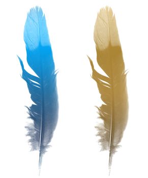 The bird's feather (abstract color  feather)