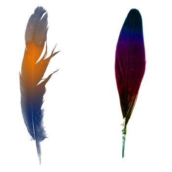 The bird's feather (abstract color)