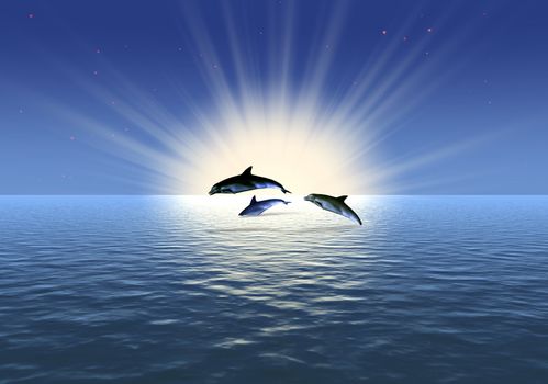 Three dolphin in sunrise (ocean)