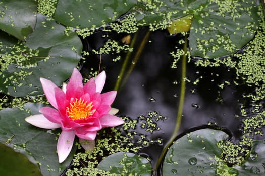 A pink water lily (Nymphaeaceae) in a pond.