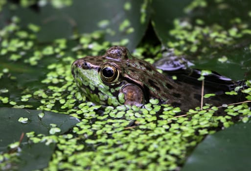 A bullfrog (Rana catesbeiana) peaking through weeds in a swamp.

