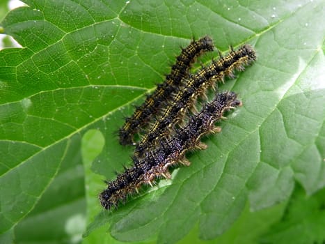 Three motley black caterpillars eat green leaf