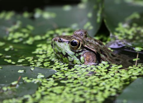 A bullfrog (Rana catesbeiana) peaking through weeds in a swamp.
