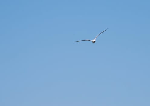 seagull flying in the cloudless sky