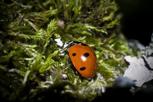 single ladybug on moss