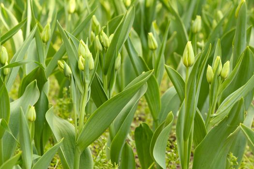 closed tulip flowers