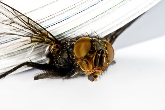 squash fly under magazine in extreme close up. The house fly is crushed to death by a journal.