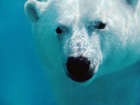 Intimate portrait of a polar bear underwater looking at the camera