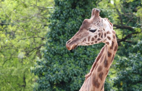 giraffe head