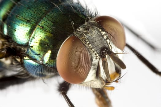 house fly in extreme close upon light background with iridescent green back and huge compound eyes