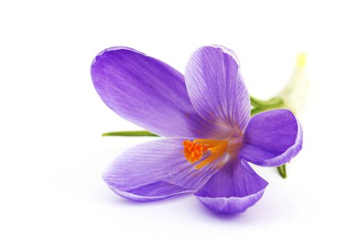crocus - flowers of spring
