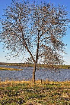 Spring landscape with tree at riverbank in the evening