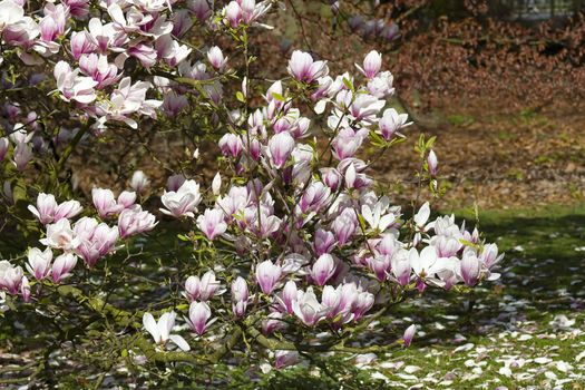 blooming magnolia tree