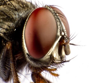 Close up of a horse fly (head from side)