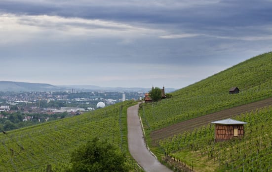 landscape with vineyard in south germany. Copy space in left upper edge