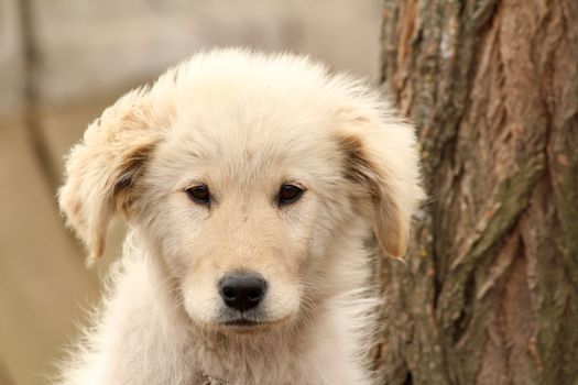 puppy portrait