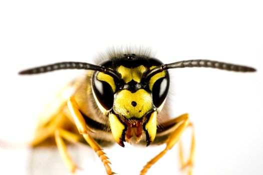 head of wasp in extreme close up with white background and blured body