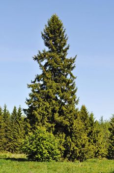 Solitary fir tree at forest edge, spring time