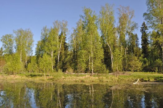 Forest landscape with small lake in spring time