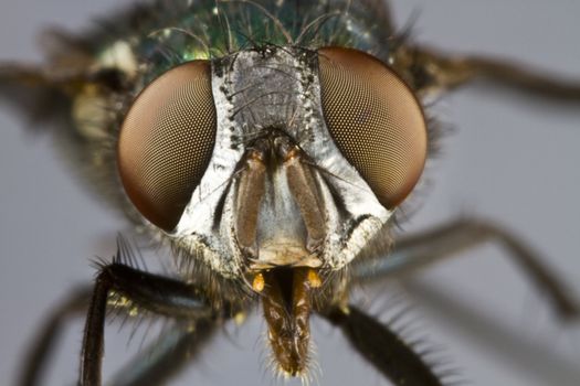 frontal shot of house fly in grey background with open mouth