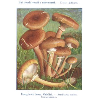 TURIN, ITALY - CIRCA 1908: Atlante dei principali funghi commestibili e velenosi (Atlas of main edible and poisonous mushrooms) by G Negri, now in the public domain circa 1908 in Turin, Italy
