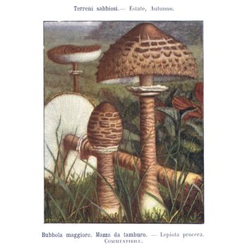 TURIN, ITALY - CIRCA 1908: Atlante dei principali funghi commestibili e velenosi (Atlas of main edible and poisonous mushrooms) by G Negri, now in the public domain circa 1908 in Turin, Italy