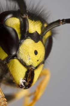 head of wasp in extreme close up with grey background
