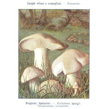 TURIN, ITALY - CIRCA 1908: Atlante dei principali funghi commestibili e velenosi (Atlas of main edible and poisonous mushrooms) by G Negri, now in the public domain circa 1908 in Turin, Italy