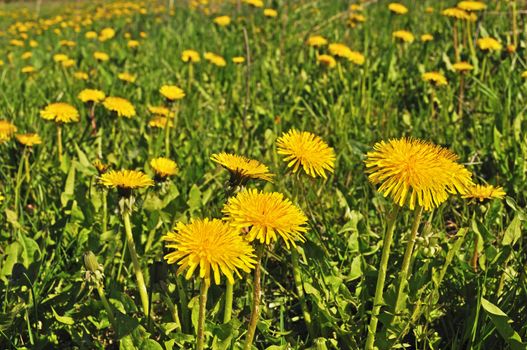 Field of yellow dandelions on sunny spring day