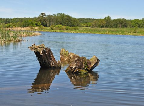 Country landscape with a lake and three thick stumps, Russia